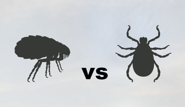 Which are worse: fleas or ticks? | San Joaquin Pest Control