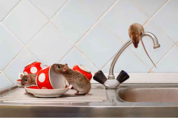4 Reasons Rodents Love to Be Inside Your House | SJPC Pest Control