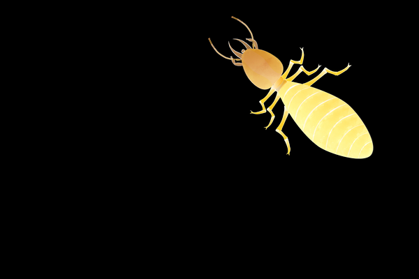 Answers to Your Questions About Termite Treatment and Prevention | SJPC Pest Control