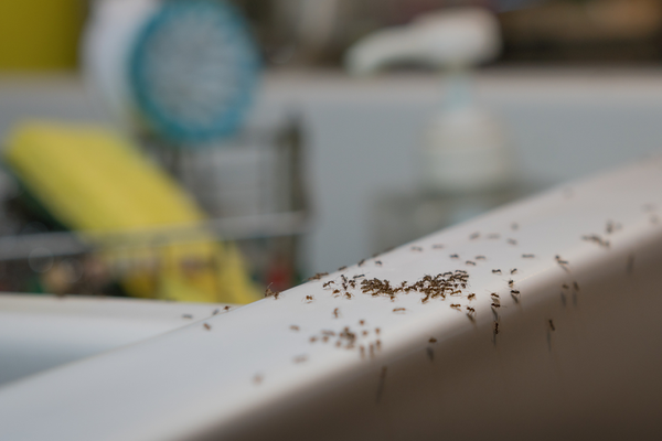 Do Not Wait for Pests to Start Causing Problems in Your Home – Take Preventative Action | San Joaquin Pest Control