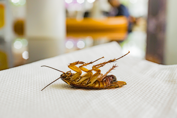 How Often Should I Have My Restaurant Treated for Pests? | San Joaquin Pest Control