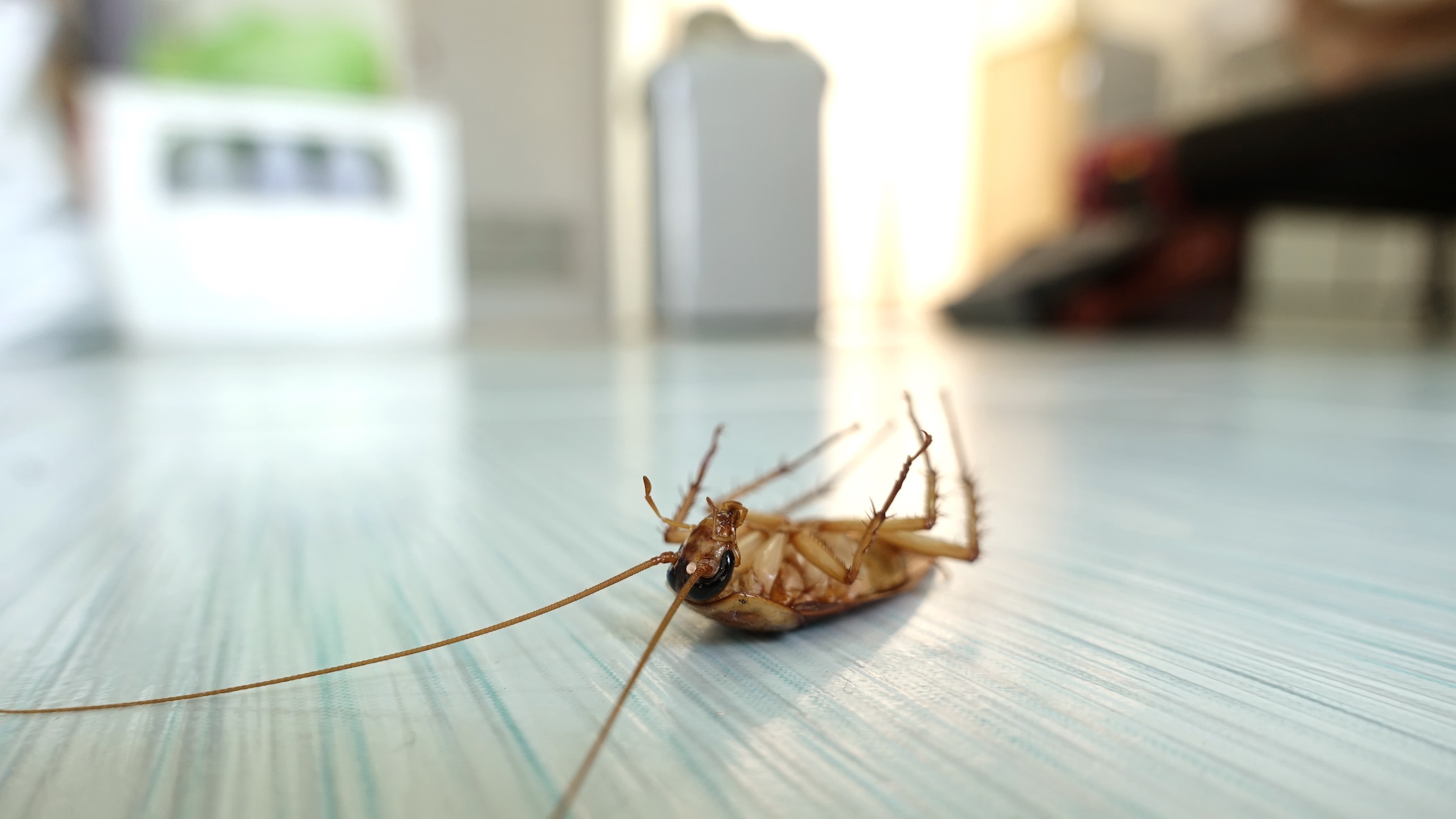 Is There Any Way to Completely Get Rid of Roaches? | San Joaquin Pest Control