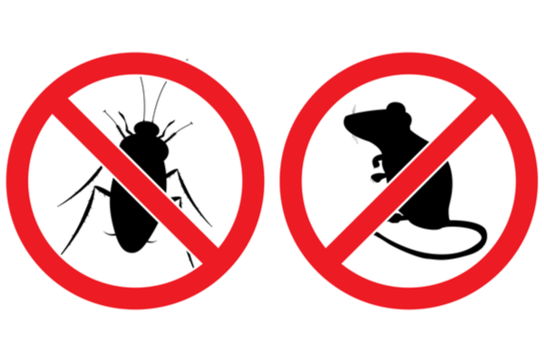 Rodents or Roaches - Which Poses the Biggest Threat?