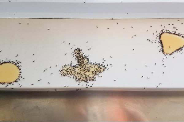 Three Ways Your Home is Attracting Pests Inside | San Joaquin Pest Control