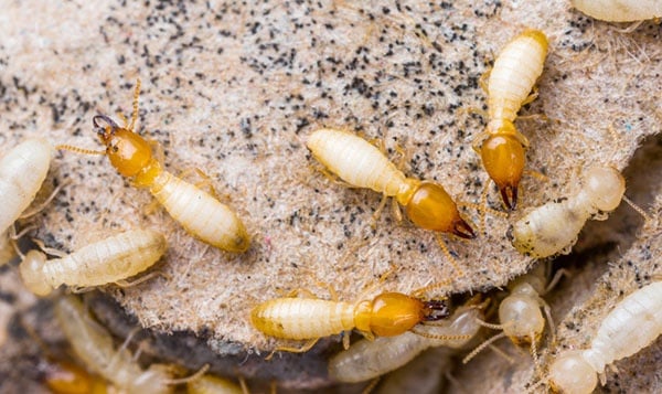 Considering Structural Fumigation if You Have a Termite Problem | San Joaquin Pest Control