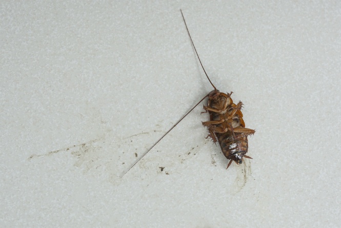 How Do Roaches Get Inside My Home? | San Joaquin Pest Control