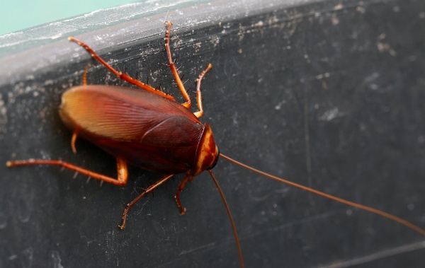 Is Just a Single Cockroach a Sign of Infestation? | San Joaquin Pest Control