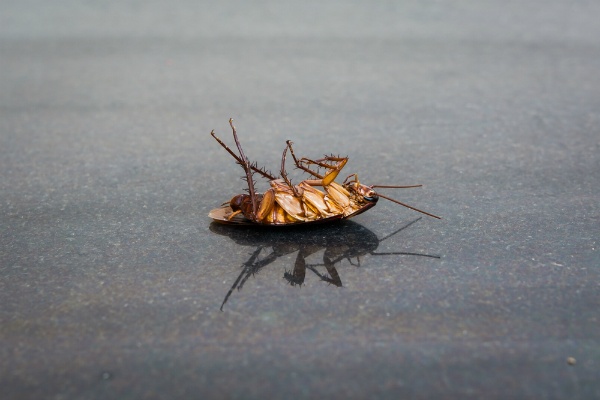What to Do After Pest Control Sprays for Roaches | San Joaquin Pest Control