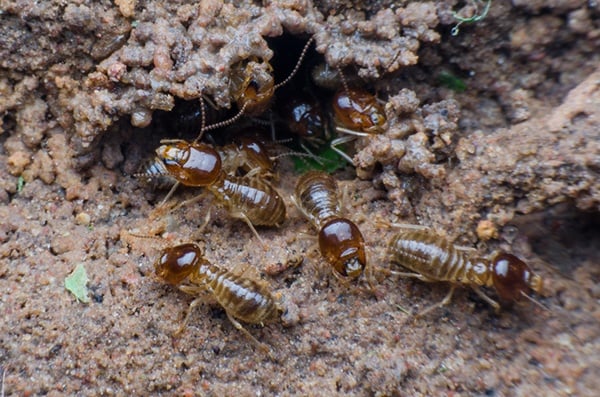 4 Steps To Take When You Have A Termite Problem | San Joaquin Pest Control